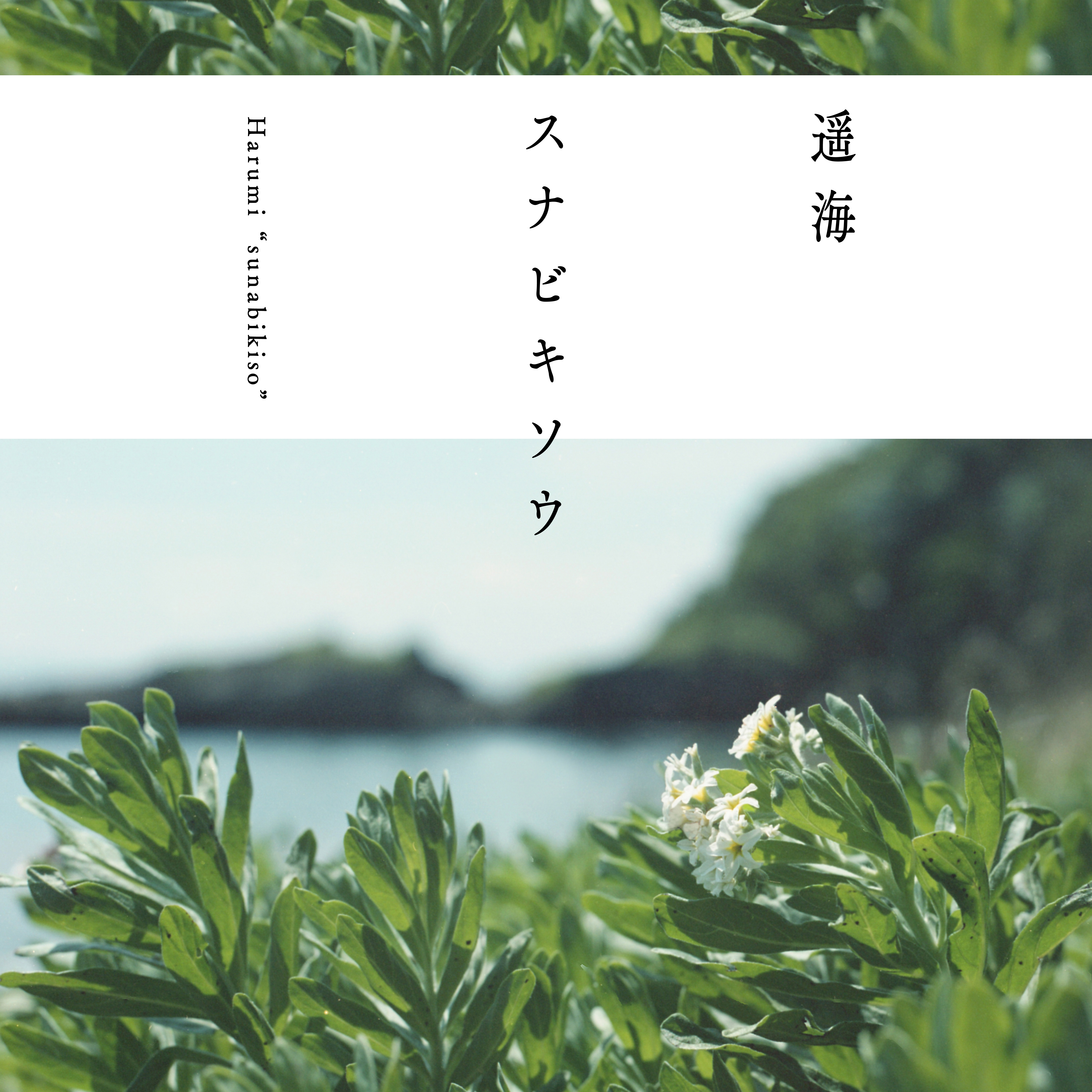スナビキソウ